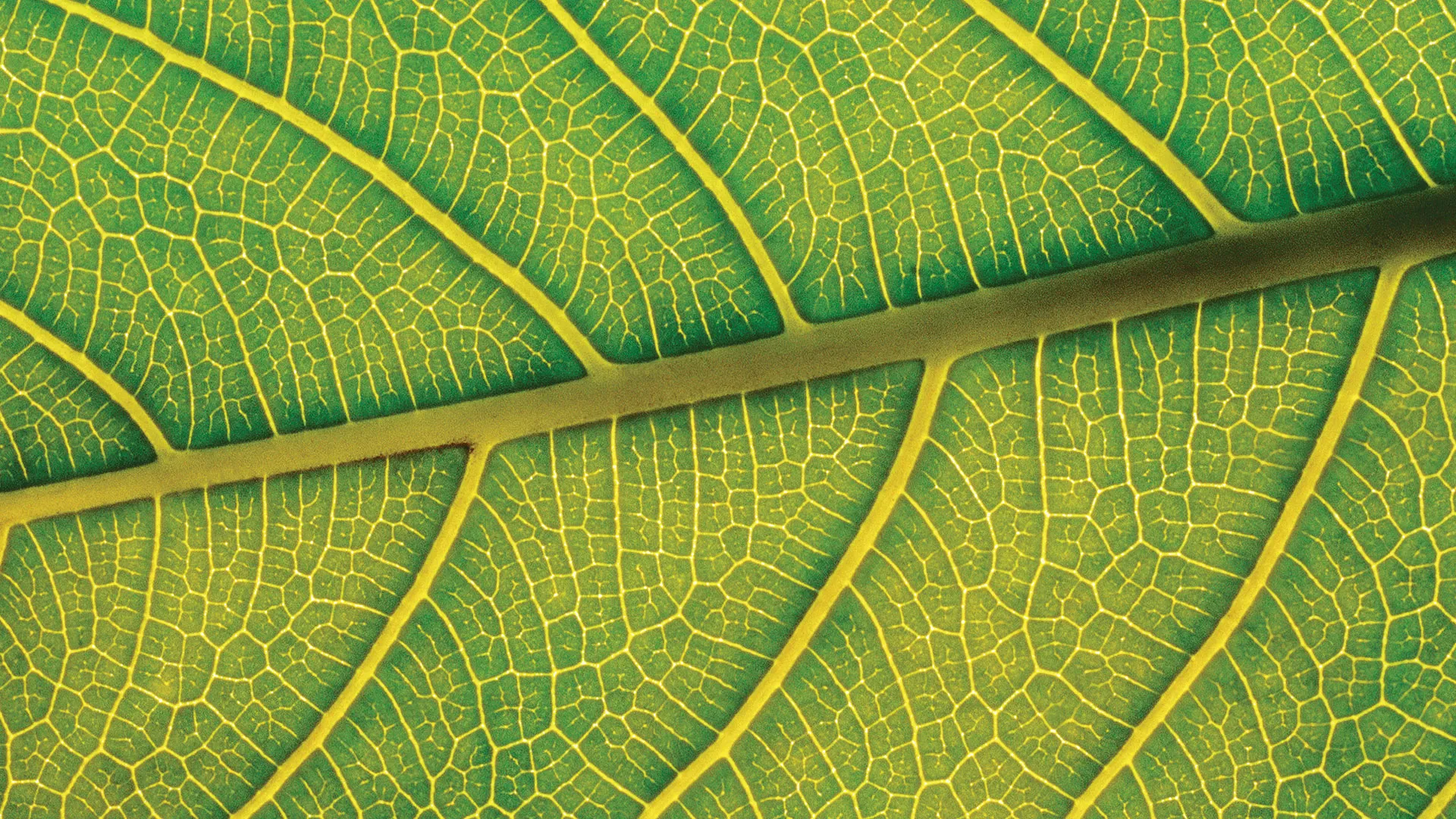 Macro close-up of a leaf's veins
