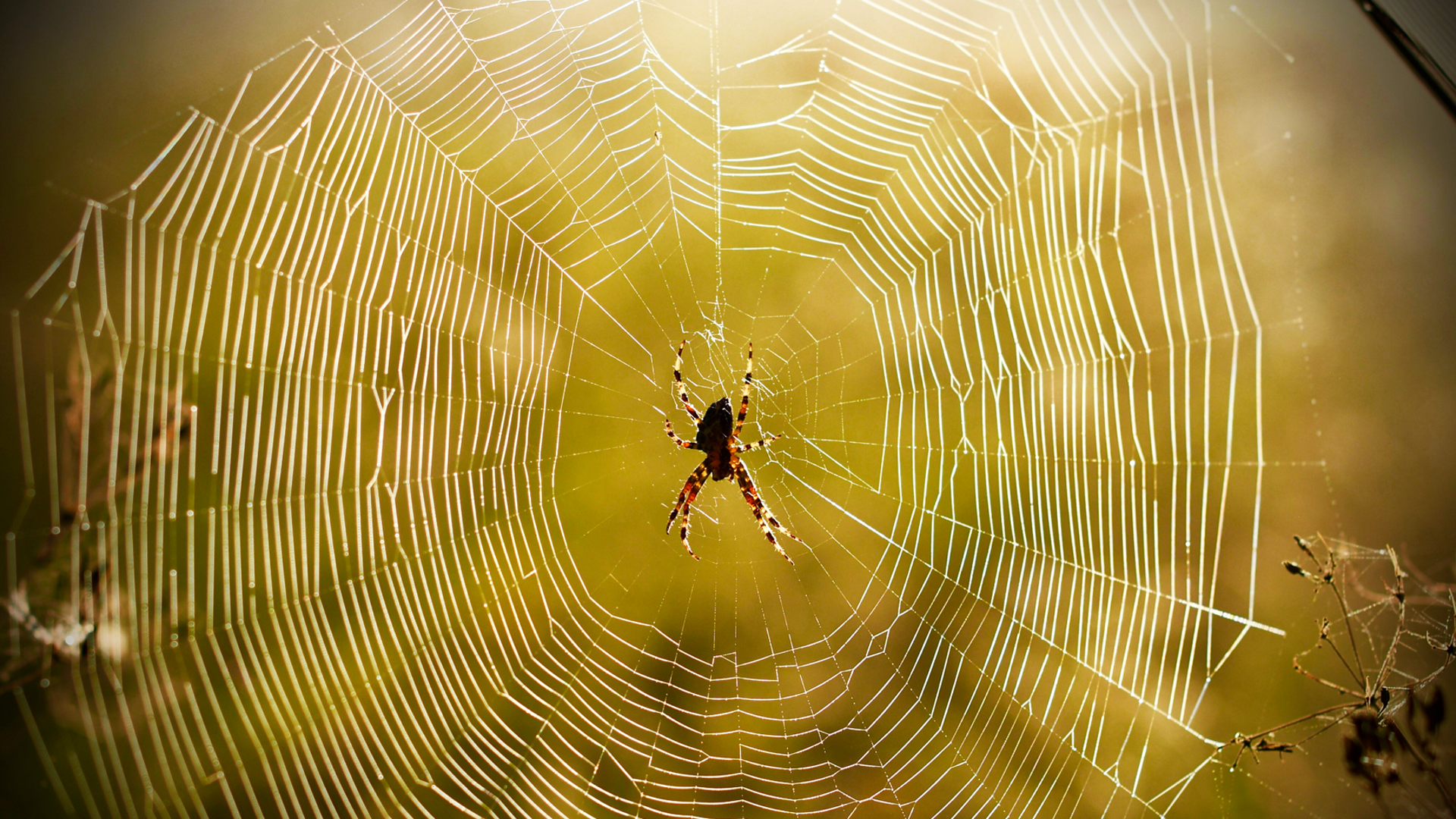 Orb-weaver spider at the center of its web, backlit in golden light